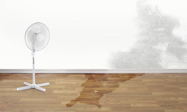 Best Local water damage restoration  in Clendon, AR